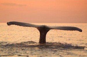 Casa_Carolina_whale_watch